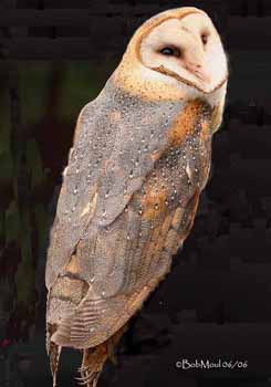 Family Tytonidae Barn Owls And Bay Owls