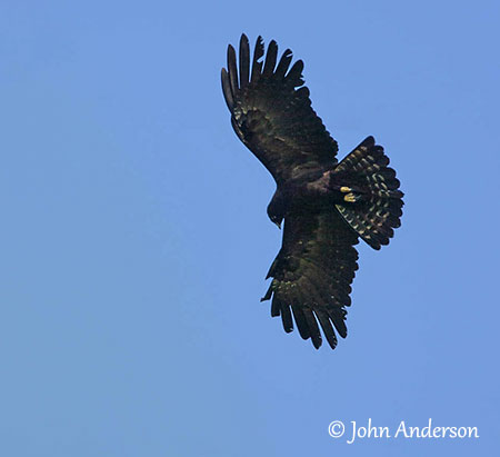 Black Eagle or Indian Black Eagle