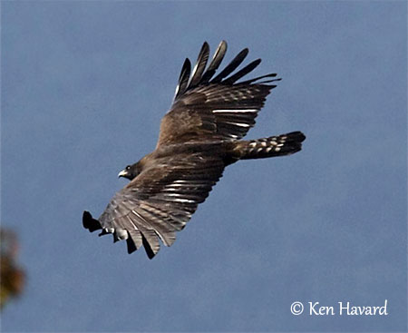 Black Eagle or Indian Black Eagle
