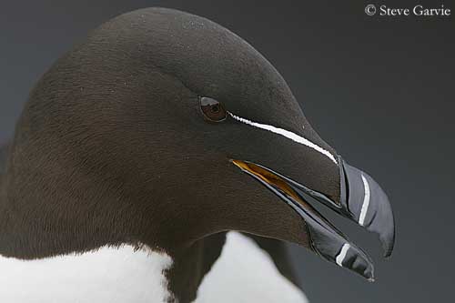 Petit Pingouin (Alca torda)