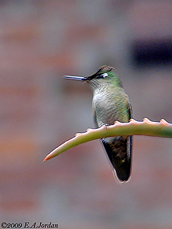 Les colibris menacés par le froid cet hiver