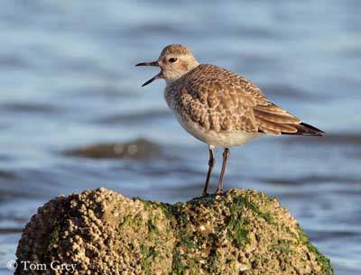 Grey plover