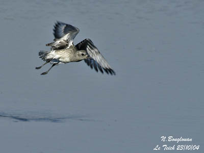 Grey plover