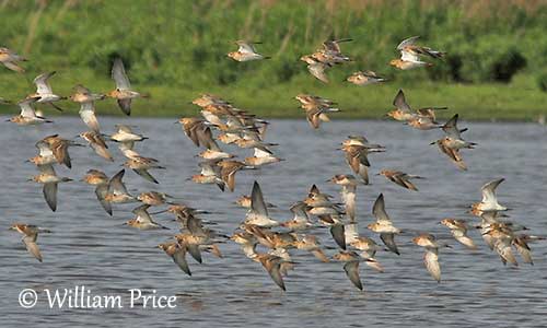 Ruff Bird Migration