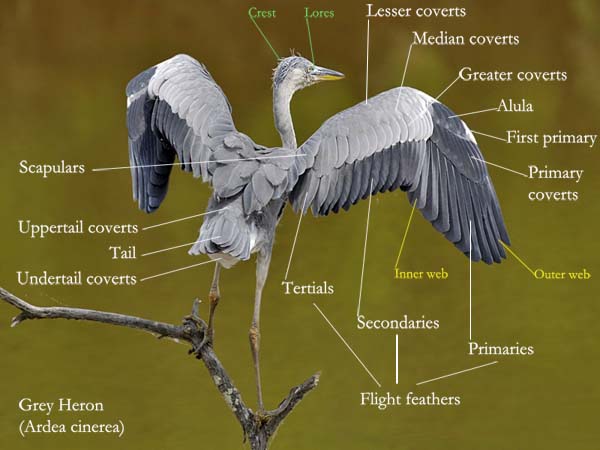 https://www.oiseaux-birds.com/dossiers-ornithos-photos/dossier-desc-plum-oiseau/description-plumage-ang-pm.jpg