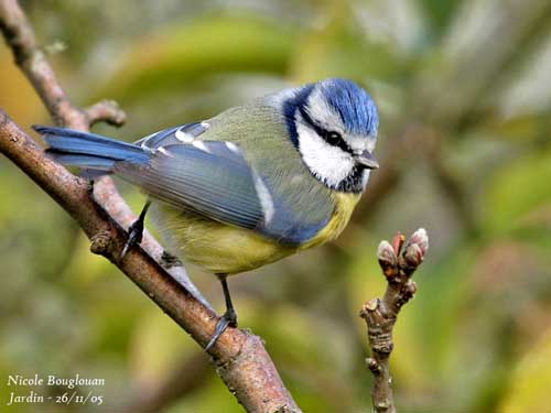 https://www.oiseaux-birds.com/dossiers-ornithos-photos/les-parides/dossier-mesanges-bleue-nb1.jpg