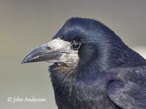 Identification of Juvenile Rooks and Carrion Crows - Corvid Isle