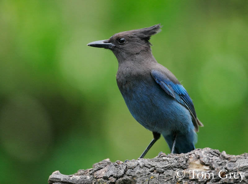 Similar Species to Steller's Jay, All About Birds, Cornell Lab of