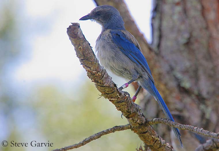 Florida Scrub-Jay Identification, All About Birds, Cornell Lab of  Ornithology