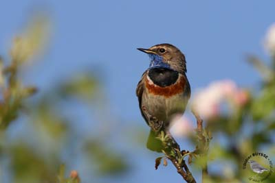 the male bird is the Bluethroat Nightingale sings to attract the