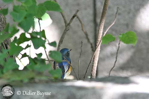 Red-flanked Bluetail, Tarsiger cyanurus - Birds - NatureGate