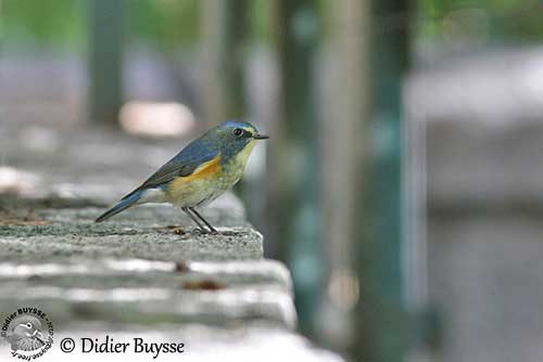 Red-flanked Bluetail - Tarsiger cyanurus - Birds of the World