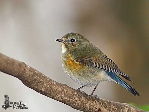 Red-flanked Bluetail - eBird