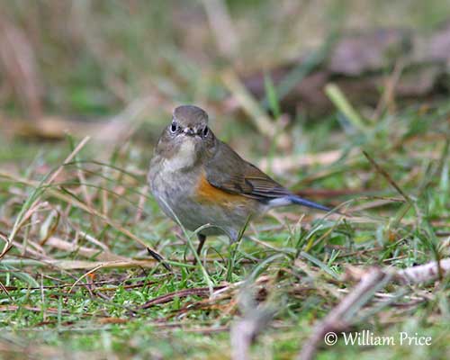 Red-flanked bluetail spotted for the first time in eastern US