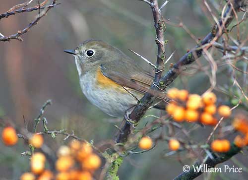 Red-flanked bluetail - Wikipedia