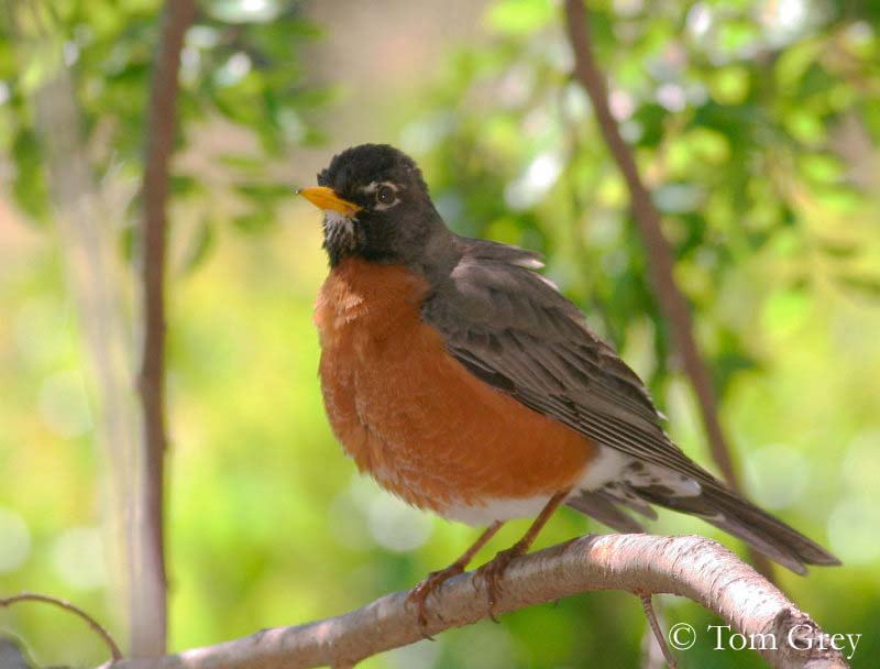 American Robin  National Geographic