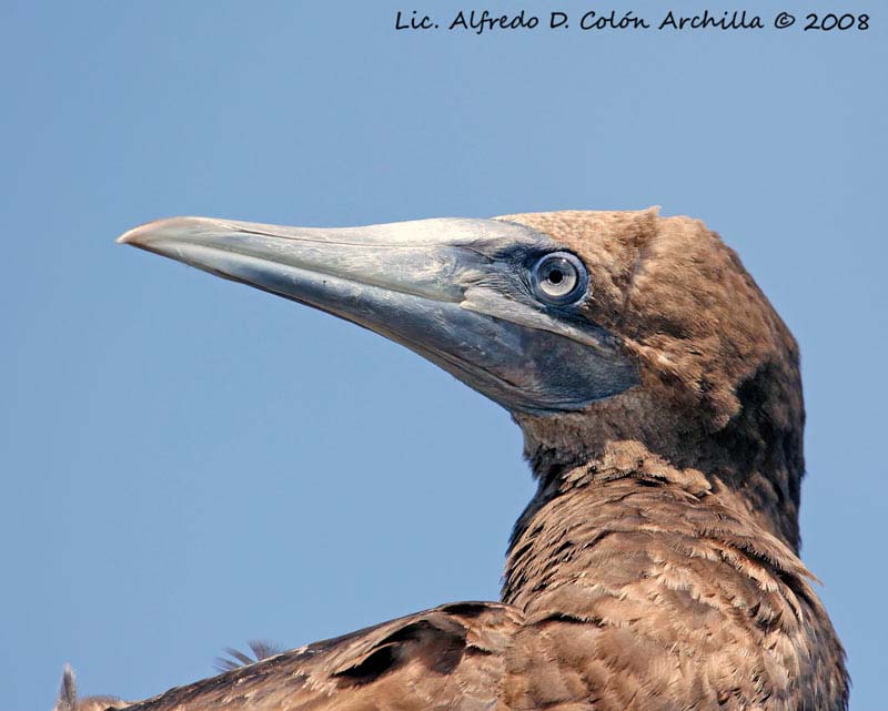 brown booby immature